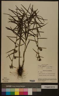 Liatris hirsuta image