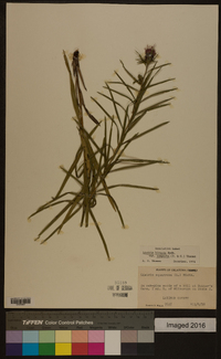 Liatris hirsuta image