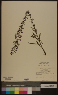 Liatris gracilis image