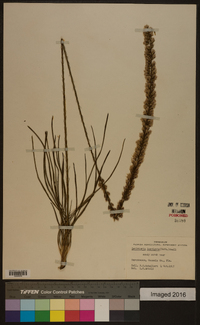 Liatris laevigata image