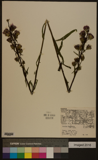 Liatris ligulistylis image