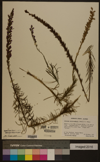 Liatris microcephala image