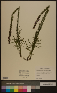 Liatris microcephala image