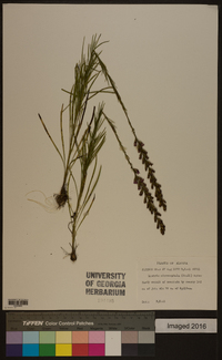 Liatris microcephala image