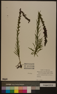 Liatris microcephala image