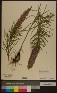 Liatris mucronata image