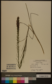 Liatris mucronata image