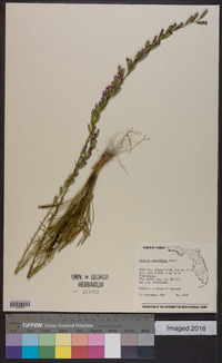 Liatris pauciflora image