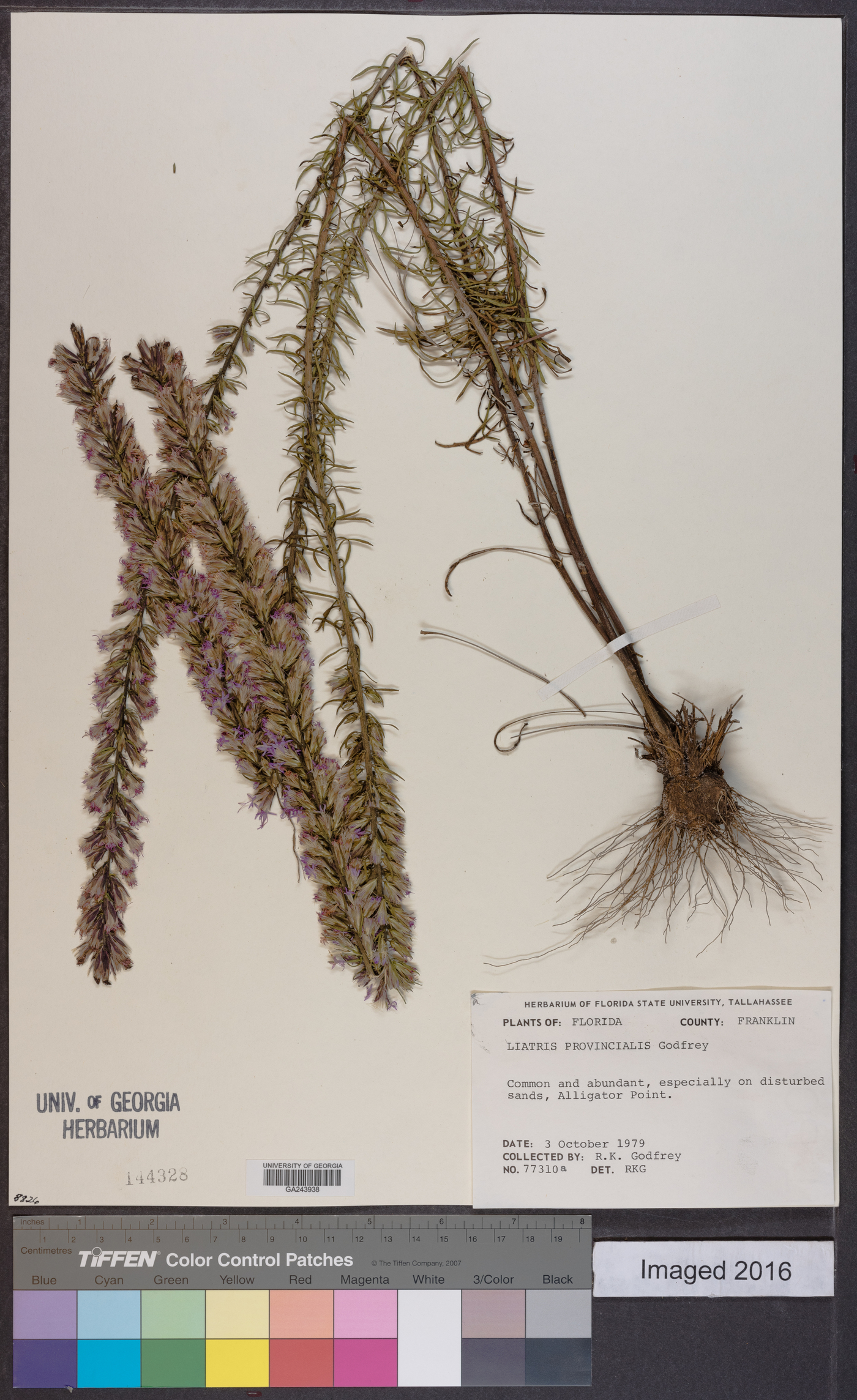 Liatris provincialis image