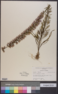 Liatris provincialis image