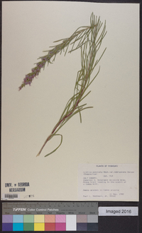 Liatris punctata image