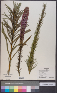 Liatris pycnostachya image