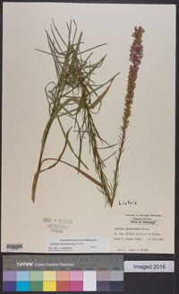 Liatris pycnostachya image