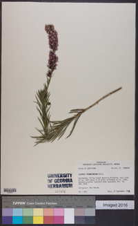 Liatris pycnostachya image