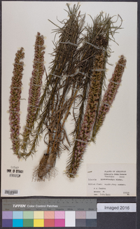 Liatris pycnostachya image