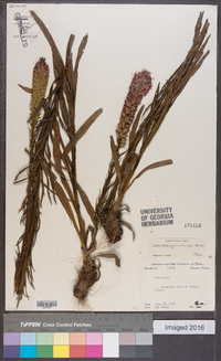 Liatris pycnostachya image