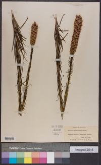 Liatris pycnostachya image