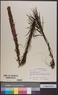 Liatris pycnostachya image