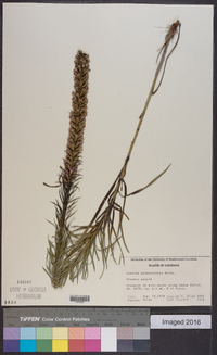 Liatris pycnostachya image