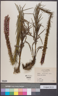 Liatris pycnostachya image