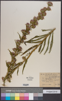 Liatris scariosa image