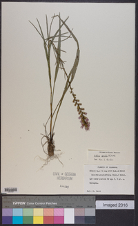 Liatris spicata image