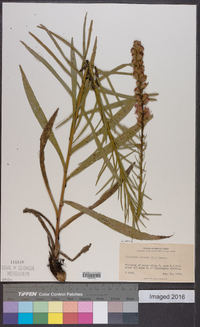 Liatris spicata image