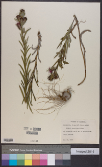 Liatris squarrosa image