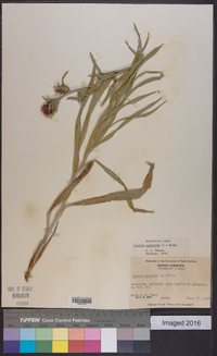 Liatris squarrosa image