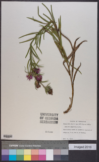 Liatris squarrosa image