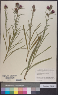 Liatris squarrosa image