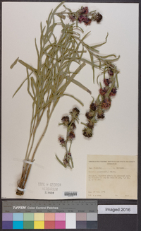 Liatris squarrosa image