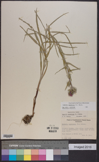 Liatris squarrosa image