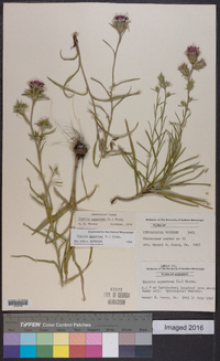 Liatris squarrosa image