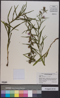 Liatris squarrosa image