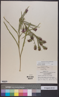 Liatris squarrosa image