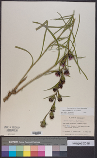 Liatris squarrosa image