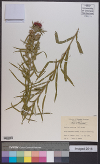 Liatris squarrosa image