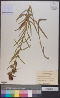 Liatris squarrosa image