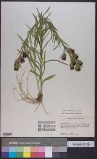 Liatris squarrosa image