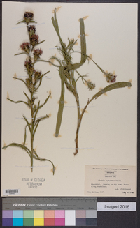 Liatris squarrosa image