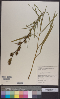 Liatris squarrosa image