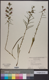 Liatris squarrosa image