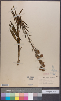 Liatris squarrosa image