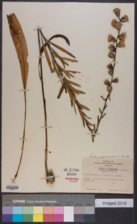 Liatris squarrulosa image