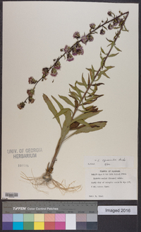 Liatris squarrulosa image