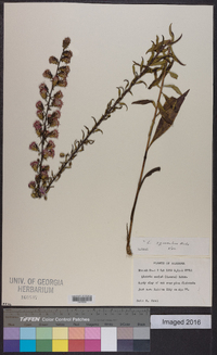 Liatris squarrulosa image