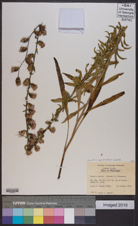 Liatris squarrulosa image