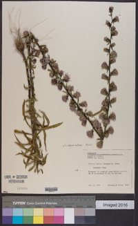 Liatris squarrulosa image