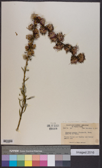 Liatris squarrulosa image